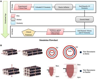 Model of Human Fetal Growth in Hypoplastic Left Heart Syndrome: Reduced Ventricular Growth Due to Decreased Ventricular Filling and Altered Shape